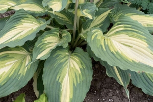 Love Story, Hosta New 2024